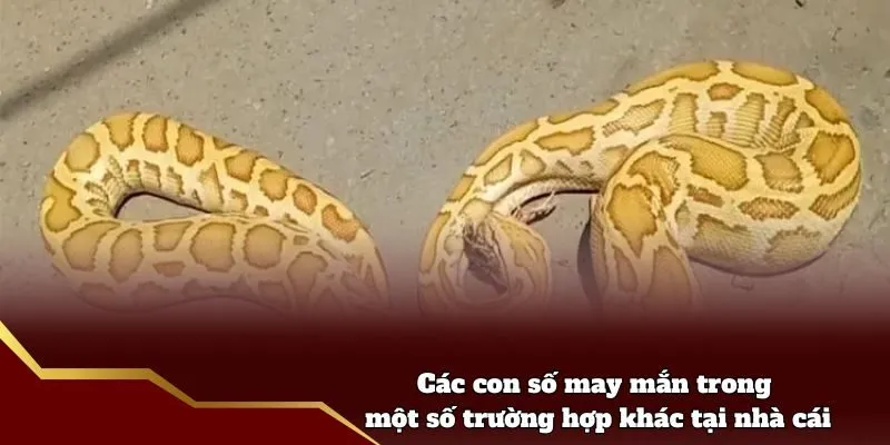 Các con số may mắn trong một số trường hợp khác tại nhà cái